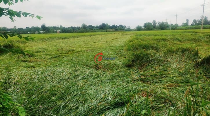 ঠাকুরগাঁওয়ে বৃষ্টির পানিতে ডুবে থাকা ধানে গজিয়ে যাচ্ছে চারা 