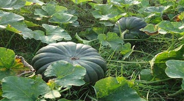 নতুন স্বপ্ন কৃষকের চোখে, বালুচরে মিষ্টি কুমড়ার চাষ 