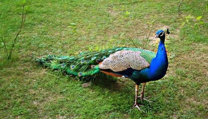 ময়ূর: প্রকৃতির অপরূপ সুন্দর পাখি 