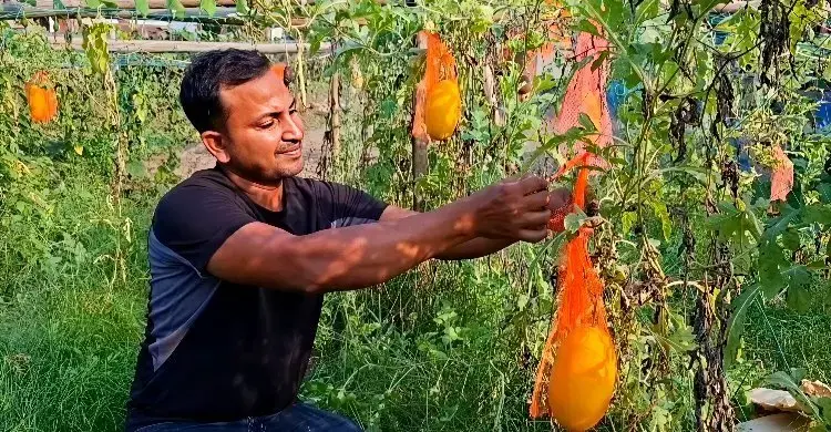 অসময়ে তরমুজ চাষ করে সাড়া ফেলেছেন হাসানুর