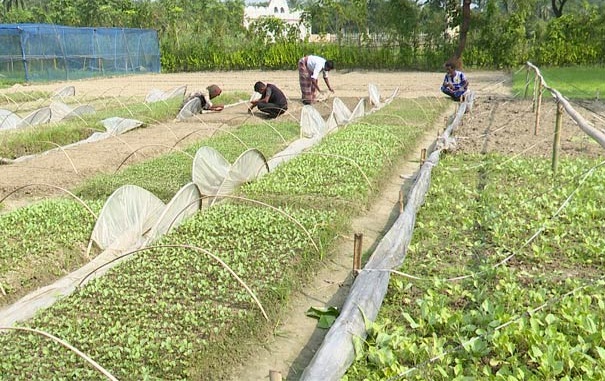 সবজি চাষে লোকসানে সাতক্ষীরার কৃষকেরা 