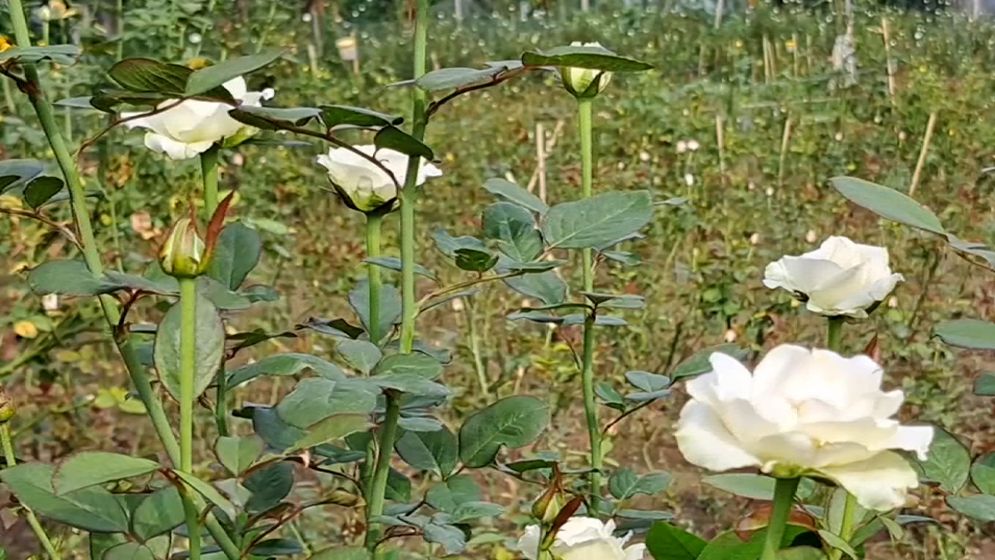 শেরপুরের গারো পাহাড়ে বাণিজ্যিকভাবে গোলাপ চাষ শুরু 
